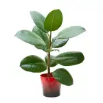 Rubber Plant
